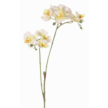 Kunstblumenzweig Phalaenopsis Orchidee VILLANI, weiß-grün, 60cm, Ø3,5-5cm Kunstblumenzweig Phalaenopsis Orchidee VILLANI, weiß-grün, 60cm, Ø3,5-5cm