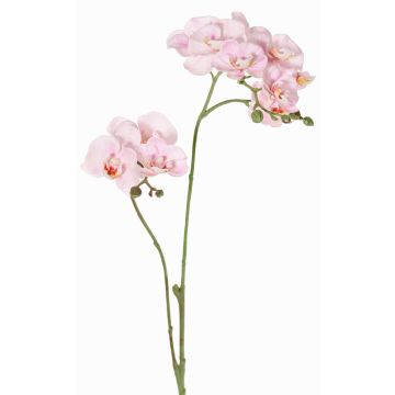 Kunstblumenzweig Phalaenopsis Orchidee VILLANI, rosa-weiß, 60cm, Ø3,5-5cm Kunstblumenzweig Phalaenopsis Orchidee VILLANI, rosa-weiß, 60cm, Ø3,5-5cm