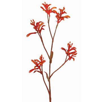 Deko Kängurublume LEOBER, rot-orange, 75cm, Ø4-8cm Deko Kängurublume LEOBER, rot-orange, 75cm, Ø4-8cm