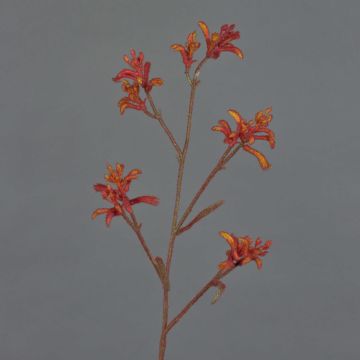 Deko Kängurublume LEOBER, rot-orange, 75cm, Ø4-8cm