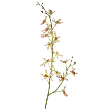Künstlicher Cattleya Orchideenzweig TRASSA, hellgrün-rot, 80cm, Ø4-8cm Künstlicher Cattleya Orchideenzweig TRASSA, hellgrün-rot, 80cm, Ø4-8cm