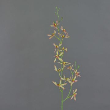 Künstlicher Cattleya Orchideenzweig TRASSA, hellgrün-rot, 80cm, Ø4-8cm