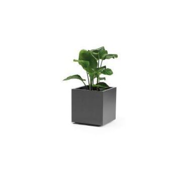 Eckiger Blumenkübel NASTASJA aus recyceltem Kunststoff, mit Wasserspeicher, Bodenrollen, anthrazit, 39,5x39,5x38cm, 35L Eckiger Blumenkübel NASTASJA aus recyceltem Kunststoff, mit Wasserspeicher, Bodenrollen, anthrazit, 39,5x39,5x38cm, 35L