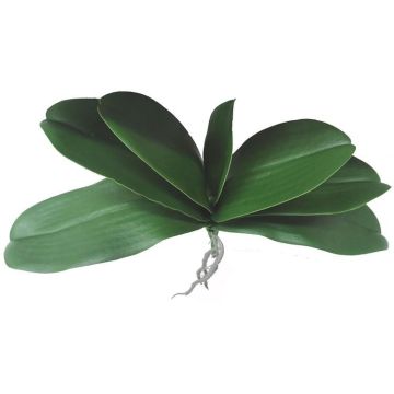 Künstliche Phalaenopsis Orchideenblätter PRIMALA, Luftwurzel, 21x29cm