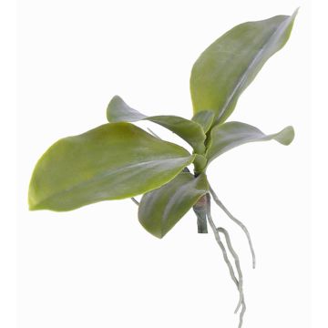 Kunstpflanze Phalaenopsis Orchidee PRIMUS, Luftwurzel, 19x34cm