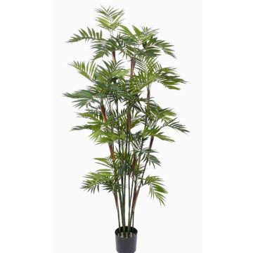 Künstliche Bergpalme NAYELI, 200cm Künstliche Bergpalme NAYELI, 200cm