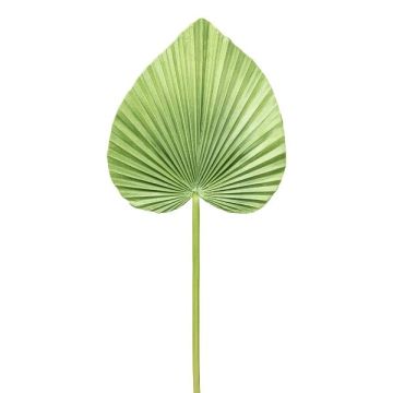Palmenwedel Kunststoff Washingtonia KUNYK, grün, 70cm Palmenwedel Kunststoff Washingtonia KUNYK, grün, 70cm