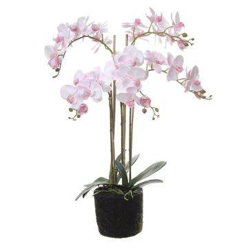 Kunstblume Phalaenopsis Orchidee SANDINA, Wurzeln, Moosball, hellrosa, 85cm Kunstblume Phalaenopsis Orchidee SANDINA, Wurzeln, Moosball, hellrosa, 85cm