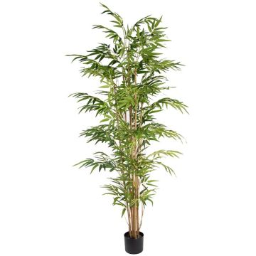 Kunstbaum Japanischer Pfeilbambus SUSABBA, Naturstämme, 180cm Kunstbaum Japanischer Pfeilbambus SUSABBA, Naturstämme, 180cm