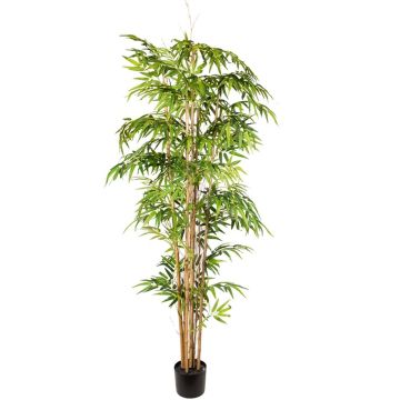 Kunstbaum Japanischer Pfeilbambus SUSABBA, Naturstämme, 210cm Kunstbaum Japanischer Pfeilbambus SUSABBA, Naturstämme, 210cm
