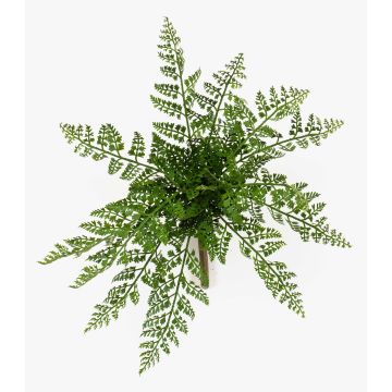 Kunstpflanze Schildfarn XORVEL auf Steckstab, schwer brennbar, grün, 30cm Kunstpflanze Schildfarn XORVEL auf Steckstab, schwer brennbar, grün, 30cm