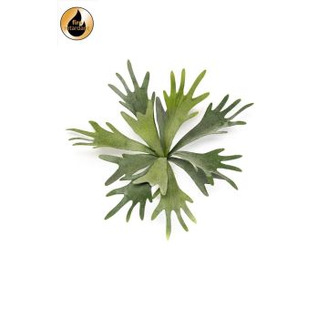 Fake Pflanze Geweihfarn VIGRAL, Steckstab, schwer brennbar, grün, 35cm