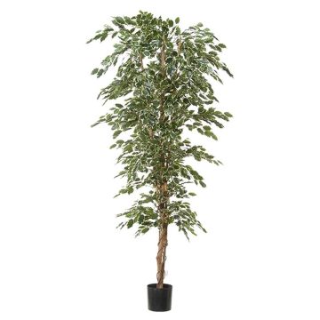 Künstliche Pflanze Ficus Benjamini ALEKSA, Echtstamm, grün-weiß, 240cm