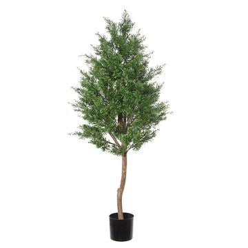 Deko Baum Crossostephium BELENA, Naturstamm, grün, 150cm