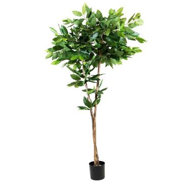 Plastik Pflanze Kaffeebaum BORRA, Naturstamm, 180cm