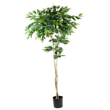 Plastik Pflanze Kaffeebaum BORRA, Naturstamm, 210cm