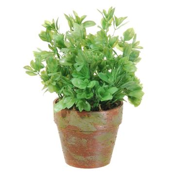 Kunstpflanze Spindelstrauch FEDRINA im Dekotopf, grün, 24cm Kunstpflanze Spindelstrauch FEDRINA im Dekotopf, grün, 24cm
