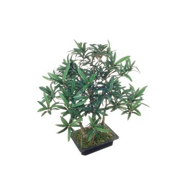 Kunstbaum Bonsai Steineibe ALIKANA mit Wurzeln, Dekoschale, 45cm