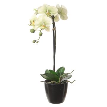 Kunstblume Phalaenopsis Orchidee FELSINA, Wurzeln, Dekotopf, hellgrün, 60cm