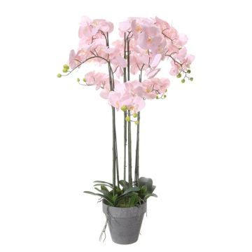 Kunstblume Phalaenopsis Orchidee DANTINA, Wurzeln, Dekotopf, rosa, 115cm Kunstblume Phalaenopsis Orchidee DANTINA, Wurzeln, Dekotopf, rosa, 115cm
