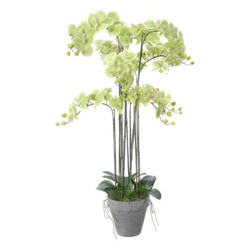 Kunstblume Phalaenopsis Orchidee DANTINA, Wurzeln, Dekotopf, hellgrün, 115cm Kunstblume Phalaenopsis Orchidee DANTINA, Wurzeln, Dekotopf, hellgrün, 115cm