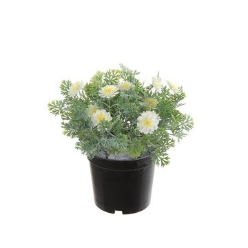 Kunst Studentenblume OLVERIA, creme, 18cm Kunst Studentenblume OLVERIA, creme, 18cm