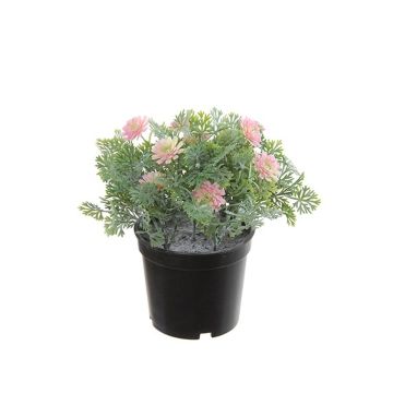 Kunst Studentenblume OLVERIA, rosa, 18cm Kunst Studentenblume OLVERIA, rosa, 18cm