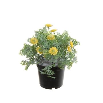 Kunst Studentenblume OLVERIA, gelb, 18cm Kunst Studentenblume OLVERIA, gelb, 18cm