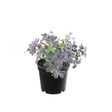 Kunstpflanze Glücksklee PELDONIA, violett, 16cm Kunstpflanze Glücksklee PELDONIA, violett, 16cm