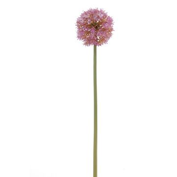 Kunstblume Allium DEYANIA, lila, 55cm Kunstblume Allium DEYANIA, lila, 55cm