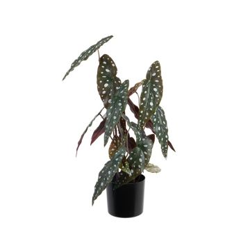Kunstpflanze Forellenbegonie MARANJA, grün, 50cm Kunstpflanze Forellenbegonie MARANJA, grün, 50cm