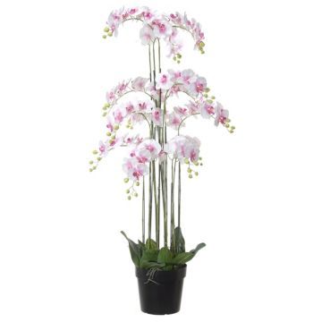 Kunstblume Phalaenopsis Orchidee FIENSINA, Wurzeln, Dekotopf, rosa-weiß, 150cm Kunstblume Phalaenopsis Orchidee FIENSINA, Wurzeln, Dekotopf, rosa-weiß, 150cm