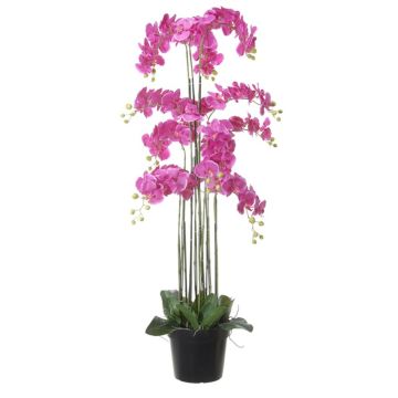 Kunstblume Phalaenopsis Orchidee FIENSINA, Wurzeln, Dekotopf, cerise, 150cm Kunstblume Phalaenopsis Orchidee FIENSINA, Wurzeln, Dekotopf, cerise, 150cm