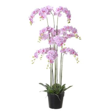 Kunstblume Phalaenopsis Orchidee FIENSINA, Wurzeln, Dekotopf, lila, 150cm Kunstblume Phalaenopsis Orchidee FIENSINA, Wurzeln, Dekotopf, lila, 150cm