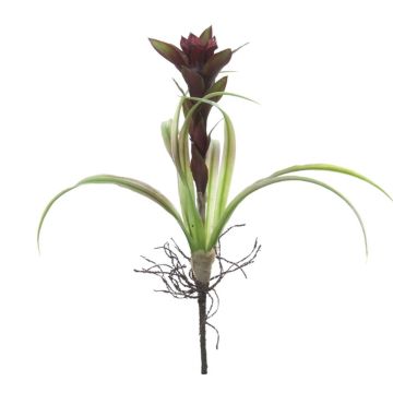 Kunstblume Guzmania TORVINA mit Wurzeln, Steckstab, violett, 40cm Kunstblume Guzmania TORVINA mit Wurzeln, Steckstab, violett, 40cm