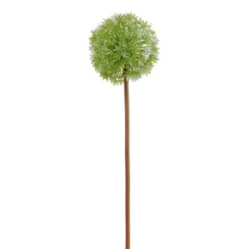 Kunstblume Allium MADELIA, grün, 80cm Kunstblume Allium MADELIA, grün, 80cm