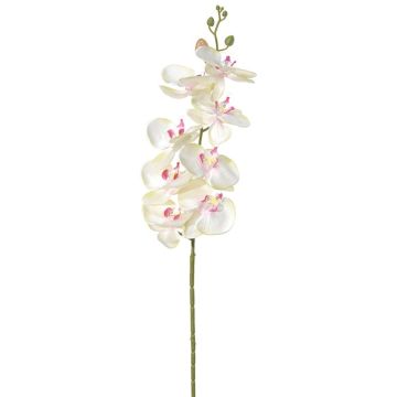 Kunstblume Phalaenopsis Orchidee POLDINA, hellgrün-rosa, 90cm Kunstblume Phalaenopsis Orchidee POLDINA, hellgrün-rosa, 90cm