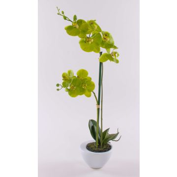 Künstliche Phalaenopsis Orchidee AURELIA im Keramiktopf, grün, 55cm Künstliche Phalaenopsis Orchidee AURELIA im Keramiktopf, grün, 55cm