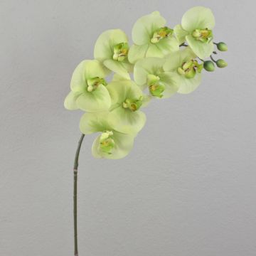 Kunstblumenzweig Phalaenopsis Orchidee AURELIA, creme-grün, 95cm, Ø9-11cm