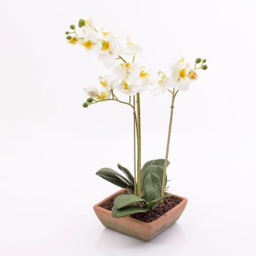 Kunst Phalaenopsis Orchidee MINA im Terracotta Topf, weiß, 55cm Kunst Phalaenopsis Orchidee MINA im Terracotta Topf, weiß, 55cm