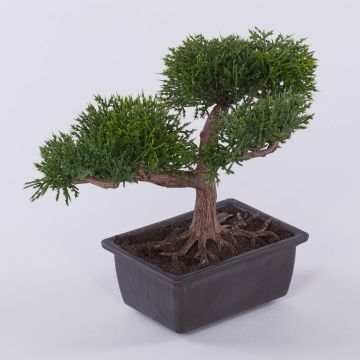 Kunst Bonsai Zeder ALVARI mit Wurzeln, in Dekoschale, 20cm Kunst Bonsai Zeder ALVARI mit Wurzeln, in Dekoschale, 20cm