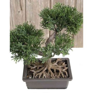 Kunst Bonsai Zeder ALVARI mit Wurzeln, in Dekoschale, 20cm