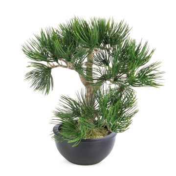 Kunstpflanze Bonsai Pinie CATALINA in Pflanzschale, 35cm