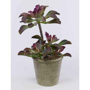 Echeveria gibbiflora künstlich SHAUNA im Dekotopf, grün-violett, 40cm Echeveria gibbiflora künstlich SHAUNA im Dekotopf, grün-violett, 40cm