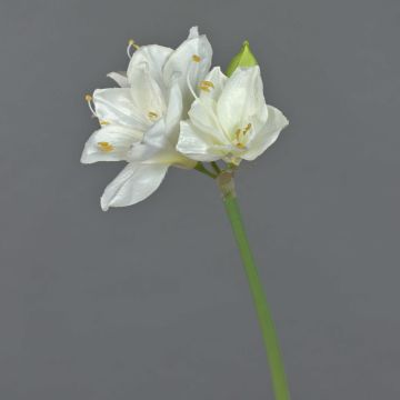 Künstliche Amaryllis BENITA, weiß, 55cm, Ø10cm