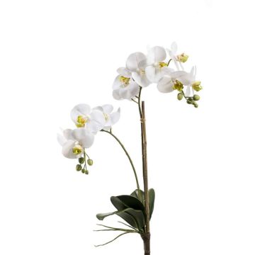 Kunstorchidee Phalaenopsis CANDIDA auf Steckstab, weiß, 65cm