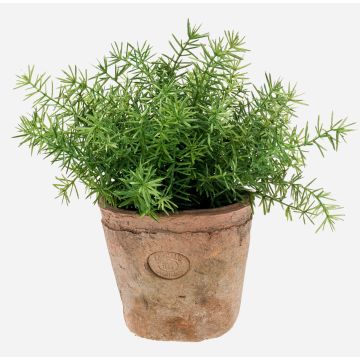 Künstliche Kräuter Asparagus sprengeri LUCANO, Terracotta Topf, 20cm, Ø20cm