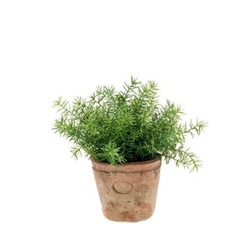 Künstliche Kräuter Asparagus sprengeri LUCANO, Terracotta Topf, 20cm, Ø20cm