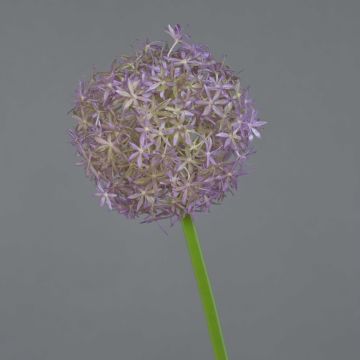 Künstlicher Allium SAMARA, lila, 75cm, Ø12cm Künstlicher Allium SAMARA, lila, 75cm, Ø12cm