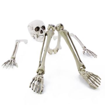 Halloween Dekoration Skelett Teile ADALBERT mit 5 Erdspieße, 19cm, 45cm, 66cm Halloween Dekoration Skelett Teile ADALBERT mit 5 Erdspieße, 19cm, 45cm, 66cm
